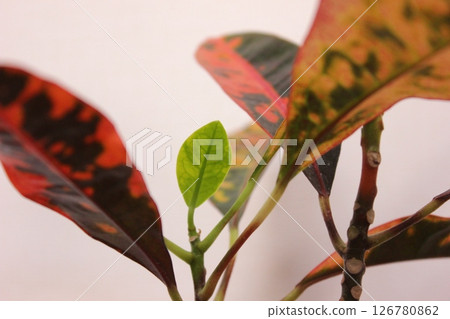 Ornamental plant croton 126780862