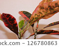 Ornamental plant croton 126780863