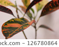 Ornamental plant croton 126780864