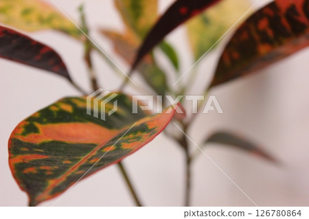 觀賞植物巴豆 觀賞植物巴豆 126780864