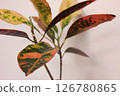 Ornamental plant croton 126780865
