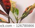 Ornamental plant croton 126780866