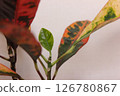 Ornamental plant croton 126780867