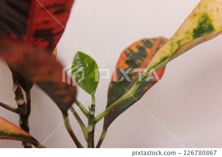 Ornamental plant croton Ornamental plant croton 126780867