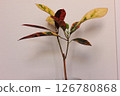 Ornamental plant croton 126780868