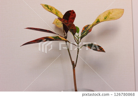 觀賞植物巴豆 觀賞植物巴豆 126780868