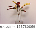 Ornamental plant croton 126780869