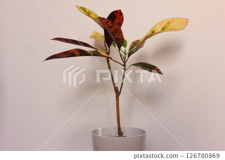 觀賞植物巴豆 觀賞植物巴豆 126780869