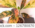 Ornamental plant croton 126780870