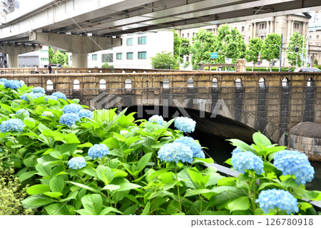 Blue hydrangeas blooming near Tokiwabashi Bridge in Tokyo Blue hydrangeas blooming near Tokiwabashi Bridge in Tokyo 126780918