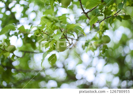 Green plums in early summer and plum trees with young leaves sprouting 126780955
