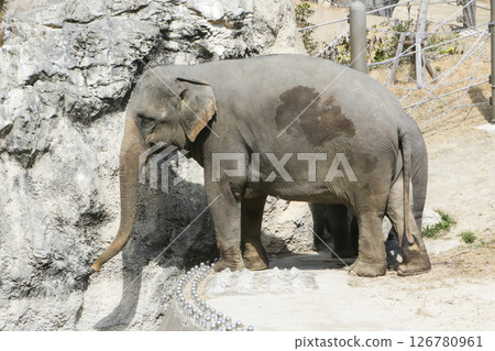 Elephant 126780961