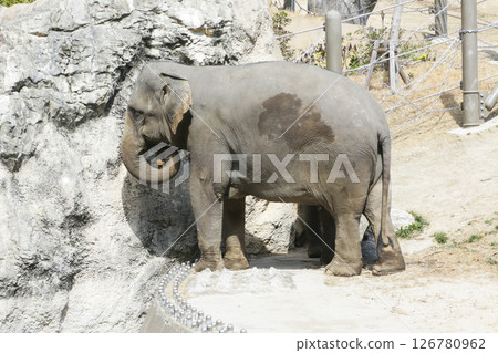 Elephant 126780962