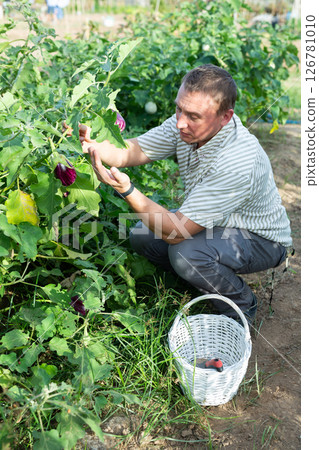 Interested gardener checking harvest of eggplants in vegetable patch 126781010