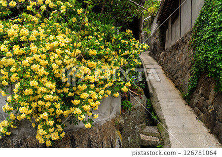 <Hiroshima Prefecture> Onomichi, a hilly town 126781064
