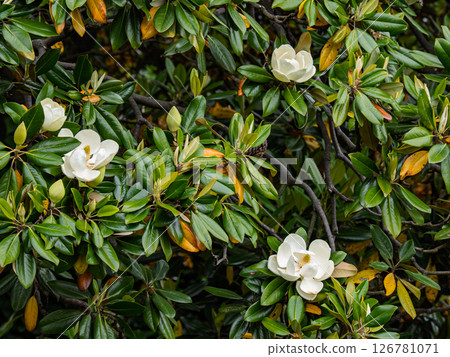 Flowers and buds of the Magnolia grandiflora in early summer 126781071
