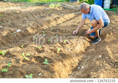 Senior man planting sprouts in garden Senior man planting sprouts in garden 126781210