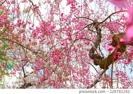 Cherry Blossom Front (Hachinohe Park, Tohoku) Cherry Blossom Front (Hachinohe Park, Tohoku) 126781282