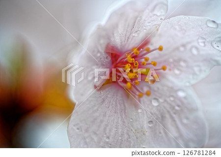 Sakura Front (Tohoku, Shimoda) Sakura Front (Tohoku, Shimoda) 126781284