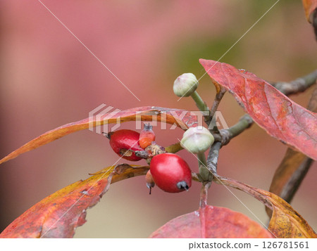Red dogwood fruit Red dogwood fruit 126781561