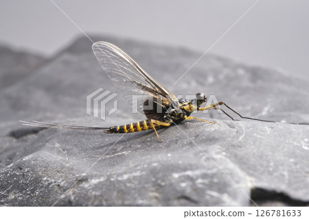 Mayfly adult male, Great Spotted 126781633