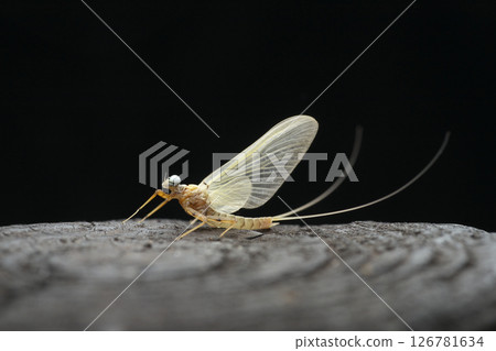 Mayfly subadult male Matsumura flatworm Mayfly subadult male Matsumura flatworm 126781634