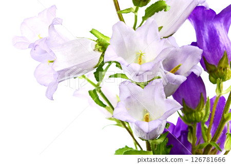 Campanula Campanula 126781666
