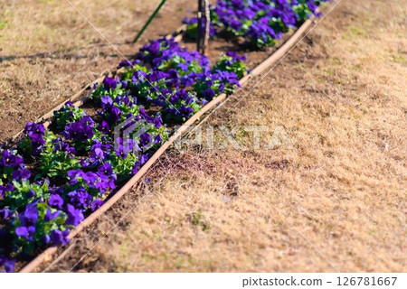 Purple pansies blooming along the tree-lined path 126781667