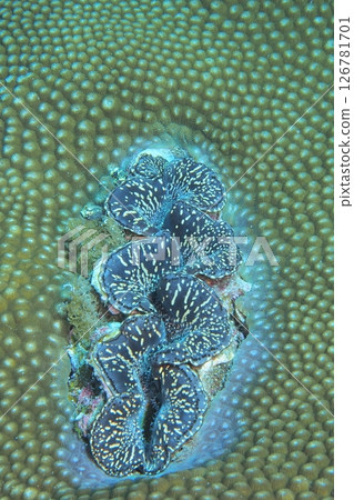 Underwater photo of a fin crab on a coral reef 126781701