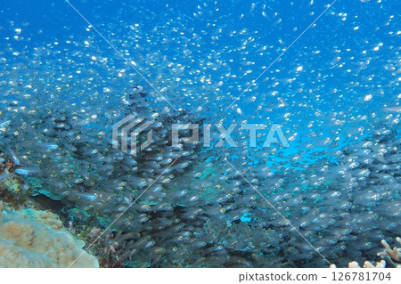 Underwater photo of a group of cardinalfish on a coral reef Underwater photo of a group of cardinalfish on a coral reef 126781704