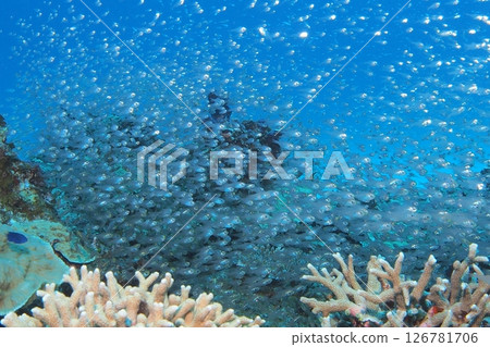 Underwater photo of a group of cardinalfish on a coral reef Underwater photo of a group of cardinalfish on a coral reef 126781706