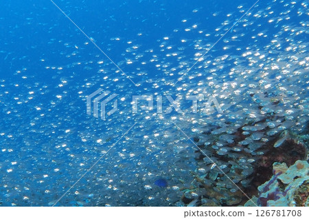 Underwater photo of a group of cardinalfish on a coral reef Underwater photo of a group of cardinalfish on a coral reef 126781708