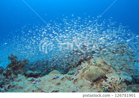 Underwater photo of a group of cardinalfish on a coral reef Underwater photo of a group of cardinalfish on a coral reef 126781901