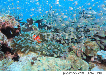 Anemonefish and Cardinalfish on a Coral Reef Anemonefish and Cardinalfish on a Coral Reef 126781903
