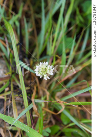 夏天白花 126781947