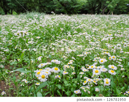 Dandelions grow in clusters and bloom in spring. Dandelions grow in clusters and bloom in spring. 126781950