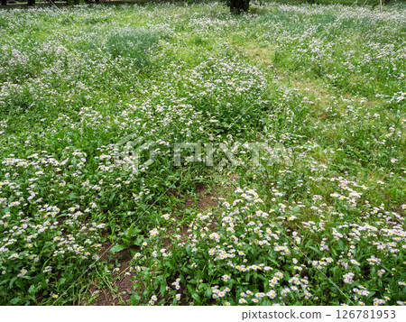 Dandelions grow in clusters and bloom in spring. 126781953