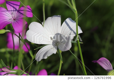 春天花園裡盛開的白色和粉紅色山茱萸花 126781996