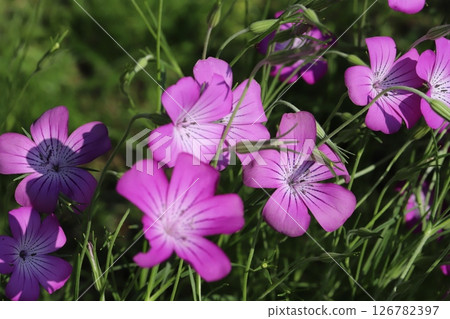 Pink Dianthus flowers blooming in a park in spring Pink Dianthus flowers blooming in a park in spring 126782397