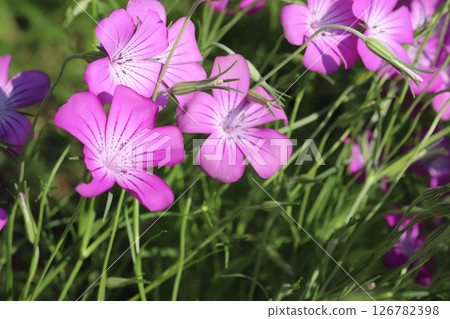 Pink Dianthus flowers blooming in a park in spring Pink Dianthus flowers blooming in a park in spring 126782398