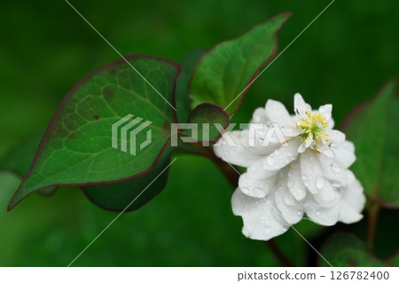 A double-flowered Houttuynia cordata with dewdrops on the flowers 126782400