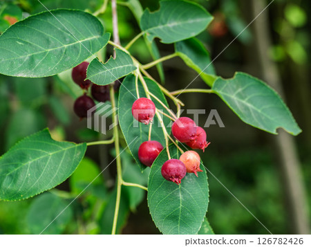 六月莓，一种红色果實，初夏開始成熟 126782426