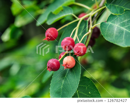 六月莓，一种红色果實，初夏開始成熟 126782427