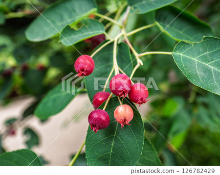 六月莓，一种红色果實，初夏開始成熟 126782429