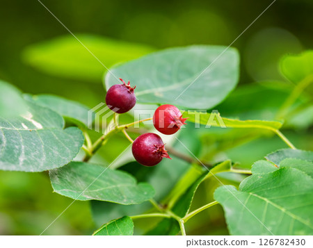 六月莓，一种红色果實，初夏開始成熟 126782430