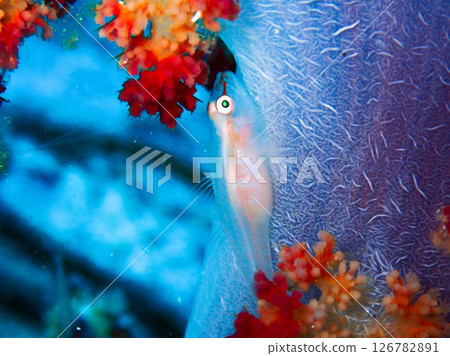 Skeleton goby, Izu Oshima 2 Skeleton goby, Izu Oshima 2 126782891