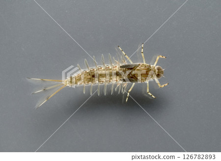 Mayfly larvae Namifutao Mayfly larvae Namifutao 126782893