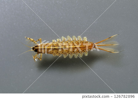 蜉蝣幼蟲 Chirakagefly 126782896