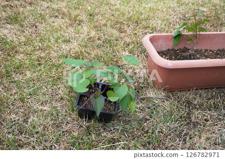Transplanting sweet potato seedlings 06 126782971
