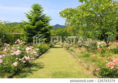 盛開的岡田玫瑰園 盛開的岡田玫瑰園 126783374
